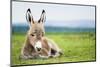 Young Baby Donkey-miskokordic-Mounted Photographic Print