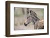Young Baby Zebra Foal Portrait Standing Alone in Nature-Alta Oosthuizen-Framed Photographic Print
