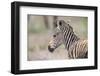 Young Baby Zebra Foal Portrait Standing Alone in Nature-Alta Oosthuizen-Framed Photographic Print