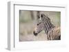 Young Baby Zebra Foal Portrait Standing Alone in Nature-Alta Oosthuizen-Framed Photographic Print