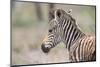Young Baby Zebra Foal Portrait Standing Alone in Nature-Alta Oosthuizen-Mounted Photographic Print