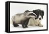 Young Badger (Meles Meles) and Black-And-White Border Collie-Mark Taylor-Framed Stretched Canvas