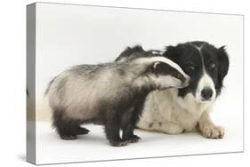 Young Badger (Meles Meles) and Black-And-White Border Collie-Mark Taylor-Stretched Canvas