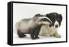 Young Badger (Meles Meles) and Black-And-White Border Collie-Mark Taylor-Framed Stretched Canvas