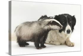 Young Badger (Meles Meles) and Black-And-White Border Collie-Mark Taylor-Stretched Canvas