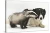 Young Badger (Meles Meles) and Black-And-White Border Collie-Mark Taylor-Stretched Canvas