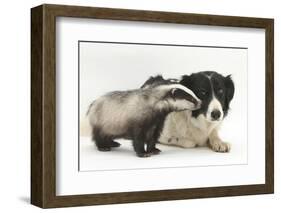 Young Badger (Meles Meles) and Black-And-White Border Collie-Mark Taylor-Framed Photographic Print