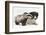 Young Badger (Meles Meles) and Black-And-White Border Collie-Mark Taylor-Framed Photographic Print