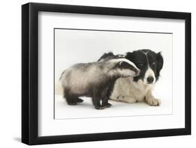 Young Badger (Meles Meles) and Black-And-White Border Collie-Mark Taylor-Framed Photographic Print