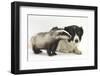 Young Badger (Meles Meles) and Black-And-White Border Collie-Mark Taylor-Framed Photographic Print