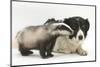 Young Badger (Meles Meles) and Black-And-White Border Collie-Mark Taylor-Mounted Photographic Print