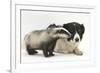 Young Badger (Meles Meles) and Black-And-White Border Collie-Mark Taylor-Framed Photographic Print