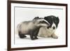 Young Badger (Meles Meles) and Black-And-White Border Collie-Mark Taylor-Framed Photographic Print