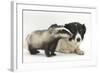 Young Badger (Meles Meles) and Black-And-White Border Collie-Mark Taylor-Framed Photographic Print