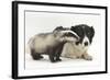 Young Badger (Meles Meles) and Black-And-White Border Collie-Mark Taylor-Framed Photographic Print