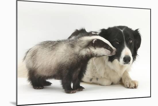 Young Badger (Meles Meles) and Black-And-White Border Collie-Mark Taylor-Mounted Photographic Print