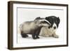 Young Badger (Meles Meles) and Black-And-White Border Collie-Mark Taylor-Framed Photographic Print