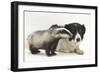 Young Badger (Meles Meles) and Black-And-White Border Collie-Mark Taylor-Framed Photographic Print