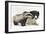 Young Badger (Meles Meles) and Black-And-White Border Collie-Mark Taylor-Framed Photographic Print