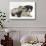 Young Badger (Meles Meles) and Black-And-White Border Collie-Mark Taylor-Stretched Canvas displayed on a wall