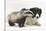 Young Badger (Meles Meles) and Black-And-White Border Collie-Mark Taylor-Stretched Canvas