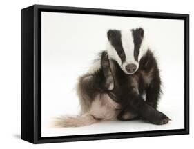 Young Badger (Meles Meles) Scratching Himself-Mark Taylor-Framed Stretched Canvas