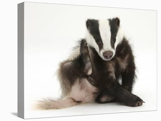 Young Badger (Meles Meles) Scratching Himself-Mark Taylor-Stretched Canvas