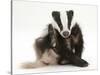 Young Badger (Meles Meles) Scratching Himself-Mark Taylor-Stretched Canvas