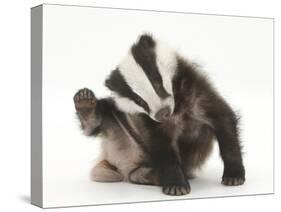 Young Badger (Meles Meles) Scratching Himself-Mark Taylor-Stretched Canvas