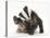 Young Badger (Meles Meles) Scratching Himself-Mark Taylor-Stretched Canvas