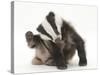 Young Badger (Meles Meles) Scratching Himself-Mark Taylor-Stretched Canvas