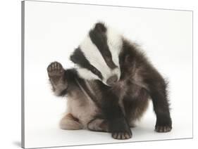 Young Badger (Meles Meles) Scratching Himself-Mark Taylor-Stretched Canvas