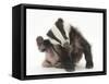 Young Badger (Meles Meles) Scratching Himself-Mark Taylor-Framed Stretched Canvas