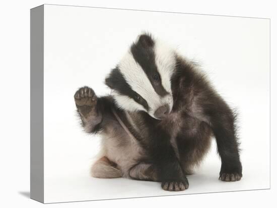 Young Badger (Meles Meles) Scratching Himself-Mark Taylor-Stretched Canvas