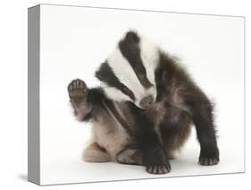 Young Badger (Meles Meles) Scratching Himself-Mark Taylor-Stretched Canvas