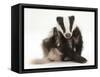 Young Badger (Meles Meles) Scratching Himself-Mark Taylor-Framed Stretched Canvas