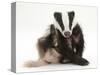 Young Badger (Meles Meles) Scratching Himself-Mark Taylor-Stretched Canvas