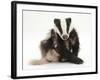 Young Badger (Meles Meles) Scratching Himself-Mark Taylor-Framed Photographic Print