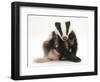 Young Badger (Meles Meles) Scratching Himself-Mark Taylor-Framed Photographic Print
