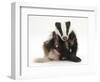 Young Badger (Meles Meles) Scratching Himself-Mark Taylor-Framed Photographic Print