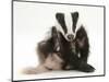 Young Badger (Meles Meles) Scratching Himself-Mark Taylor-Mounted Photographic Print