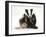 Young Badger (Meles Meles) Scratching Himself-Mark Taylor-Framed Photographic Print