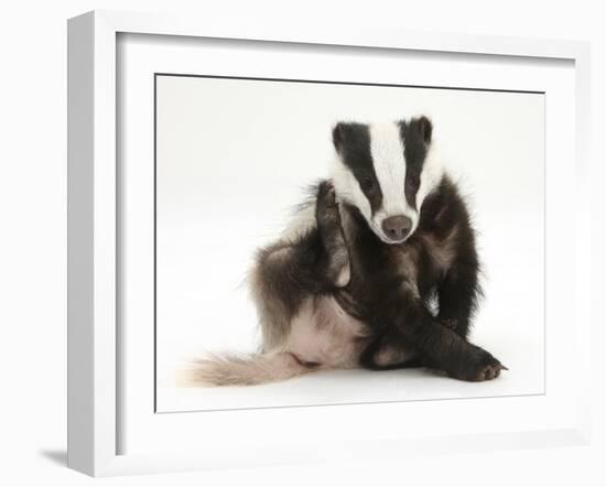 Young Badger (Meles Meles) Scratching Himself-Mark Taylor-Framed Photographic Print