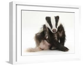 Young Badger (Meles Meles) Scratching Himself-Mark Taylor-Framed Photographic Print