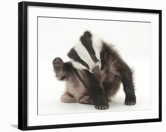 Young Badger (Meles Meles) Scratching Himself-Mark Taylor-Framed Photographic Print