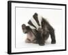 Young Badger (Meles Meles) Scratching Himself-Mark Taylor-Framed Photographic Print