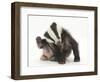 Young Badger (Meles Meles) Scratching Himself-Mark Taylor-Framed Photographic Print