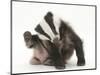 Young Badger (Meles Meles) Scratching Himself-Mark Taylor-Mounted Photographic Print