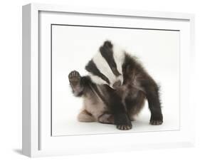 Young Badger (Meles Meles) Scratching Himself-Mark Taylor-Framed Photographic Print