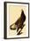 Young Bald Eagle-John James Audubon-Framed Giclee Print